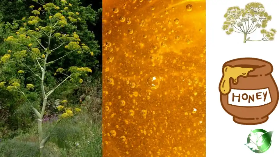 Supply partner evaluation for Ferula Honey should cover specification, packaging, paperwork, logistics, and all-in receiving cost.